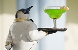 Purple Penguin Cafe